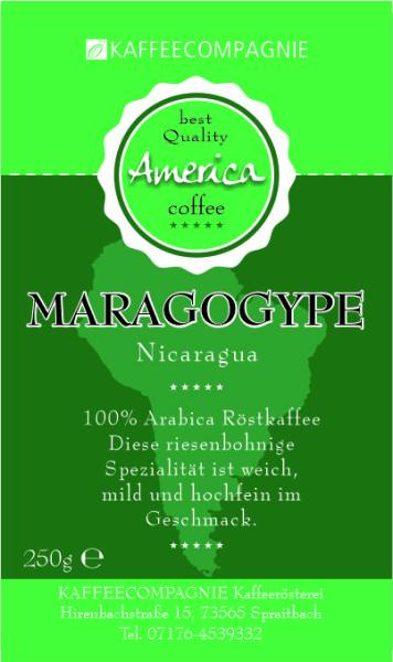 Mexico / Nicaragua Maragogype